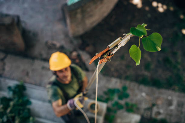 Tree Root Removal in Anderson, SC